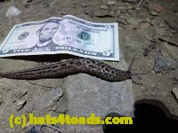 /home//u458753944/public_html/sourcegallery//Insects and small critters/slugs snails leaches (Gastropoda and Annelida)/P8031012.JPG